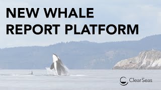 Beyond the Horizon: New Whale Report Platform from Ocean Wise