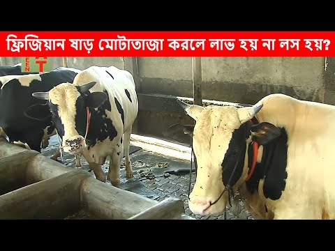 ভিডিও: কতটি লাল ষাঁড় অনেক বেশি?