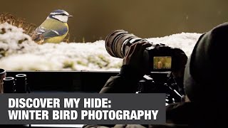 Winter Bird Photography Stunning Shots From My Hidden Hide Silent Vlog Asmr