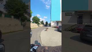 Dog Chasing Its Tail in Circles