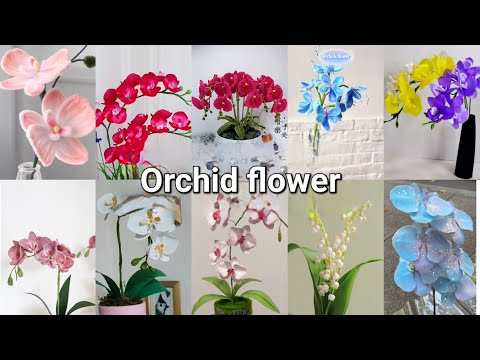 10 easy tips to make beautiful Orchid flowers 😃 Let's see! Very interesting