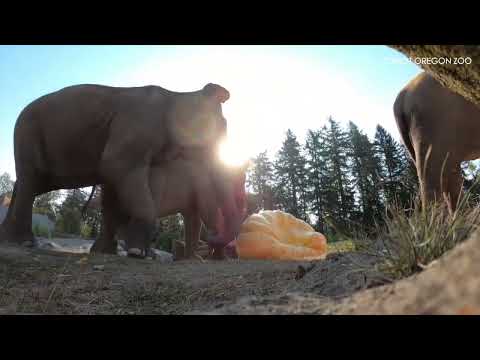 SEE Oregon Zoo elephants enjoy their annual 'Squishing of the Squash' giant pumpkin treats