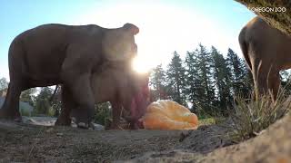 SEE Oregon Zoo elephants enjoy their annual 'Squishing of the Squash' giant pumpkin treats