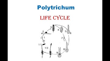 Bryophyta- Polytrichum (Life cycle)