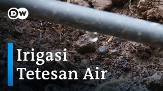 Adaptasi Bencana Iklim dengan Irigasi Tetes Air di Kebun Sayur