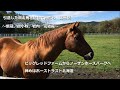 引退した競走馬を訪ねてみたら。～新冠、苫小牧、岩内　完結編～