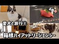 【愛犬と箱根旅行】箱根ハイアットリージェンシーのドッグフレンドリールームでの一番楽しい滞在方法をお教えします🐶！