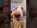 テレビで大ウケしたボーダーコリーの変顔トリック