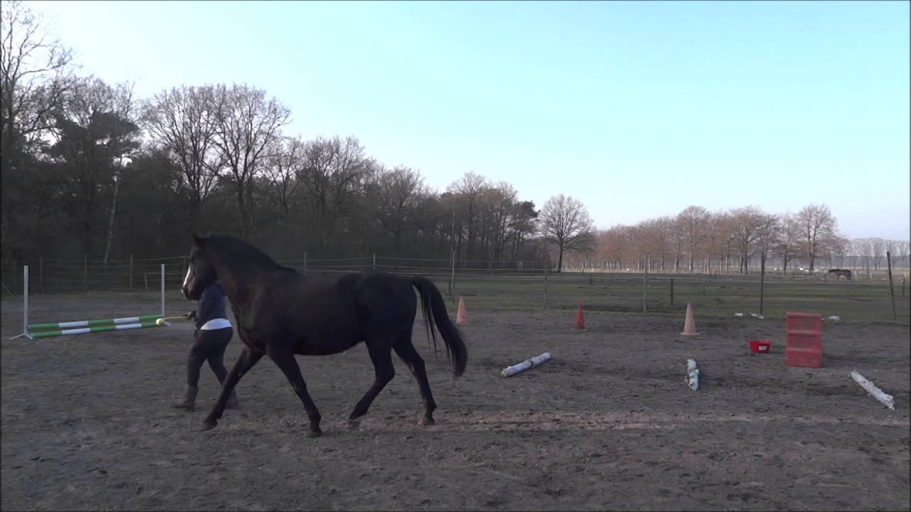 Deejay's Story - Clickertraining a Horse with Food anxiety