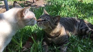 Cats and Garden, Season 5 Episode 1