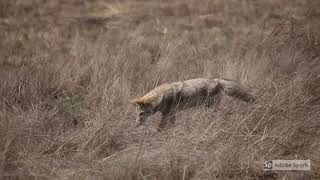 Coyote Hunting in Point Reyes National Seashore  CA