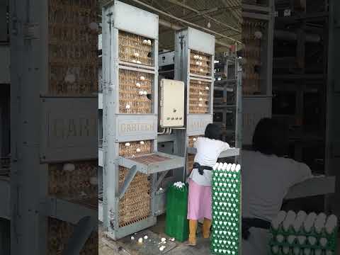 egg farming! layer