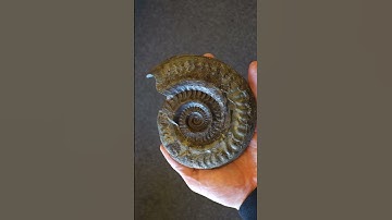 Hildoceras ammonite before and after preparation
