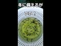 メダカ水槽の知らない子（おたま）がどうなったか