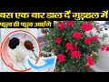 बस एक बार डालिए गुड़हल में पूरी साल पौधे पर फूल ही फूल आएंगे | Hibiscus flower 🌺🌺