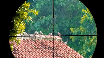 NIAT BERBURU TEKUKUR  MALAH BANYAK TUPAI BRO !!