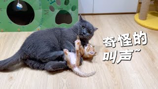 大猫和小猫感情升温玩耍时竟发出奇怪的叫声