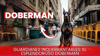 Guardianes Inquebrantables: El Esplendoroso Doberman by AnimaLandia 345 views 6 months ago 4 minutes, 13 seconds