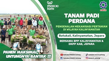 MAXXI TANI || Tanam Padi Perdana dengan MAXXI TRANSPLANTER PF48 di Desa Batukali Kalinyamatan Jepara
