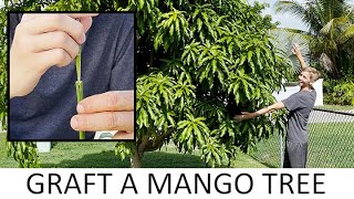 How to Graft a Mango Tree