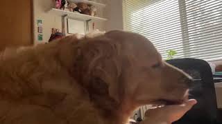 Dog Licks Hand