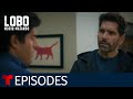Lobo Morir Matando: Antonia Under Threat | Episode 44 | Telemundo English