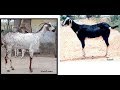 Indigenous cattle breeds of Tamil Nadu part 1