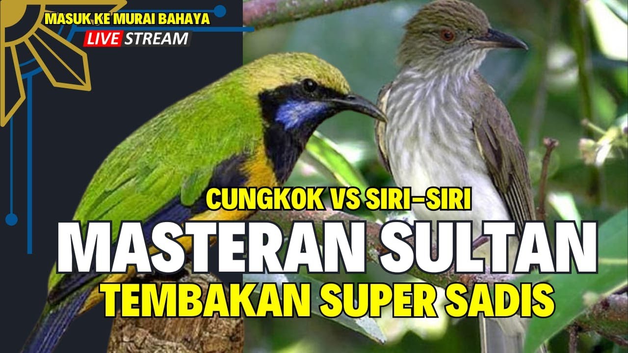 MASTERAN SUPER DASYAT - MASTERAN ROLL TEMBAK BESETAN - JINGJING PETUAK Kombinasi CUNGKOK KUNTILANAK