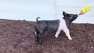Information 19-2 Hamp Gilt Guide