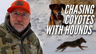 Day and Night Coyote Hunting with Hounds and Thermal Scopes in Michigan