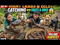 🦀 EP3: Giant Crabs & Eels Catching with Goats & Dogs 😱 | Village Harvest Adventure
