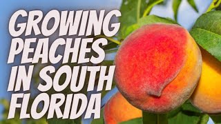 Growing Peaches In South Florida