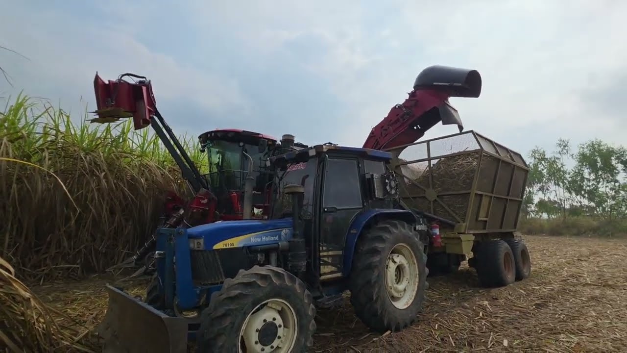 มาชมรถตัดอ้อย CASE 8010 ตัดอ้อยหลังฝนตกหน่อยจะป็นยังไง