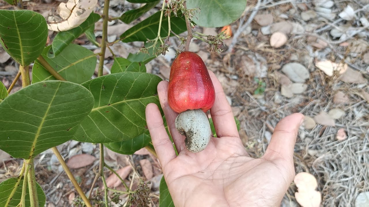 ចន្ទីមួយគីឡូ5500រៀលថ្លៃគួរសម