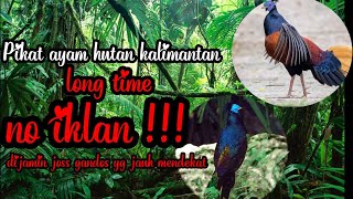 suara ayam hutan kalimantan long time/cocok buat pikat