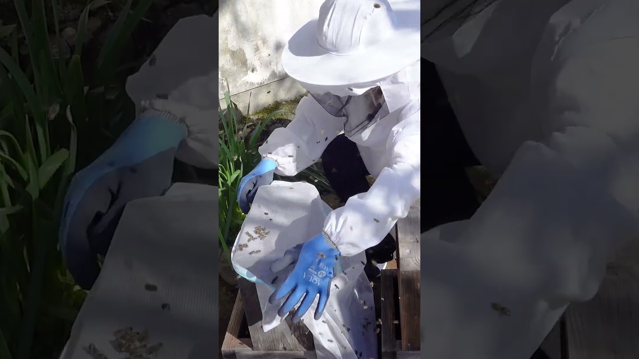 Wall-Hugging Bees? Here’s How to Capture Them with a Laundry Net