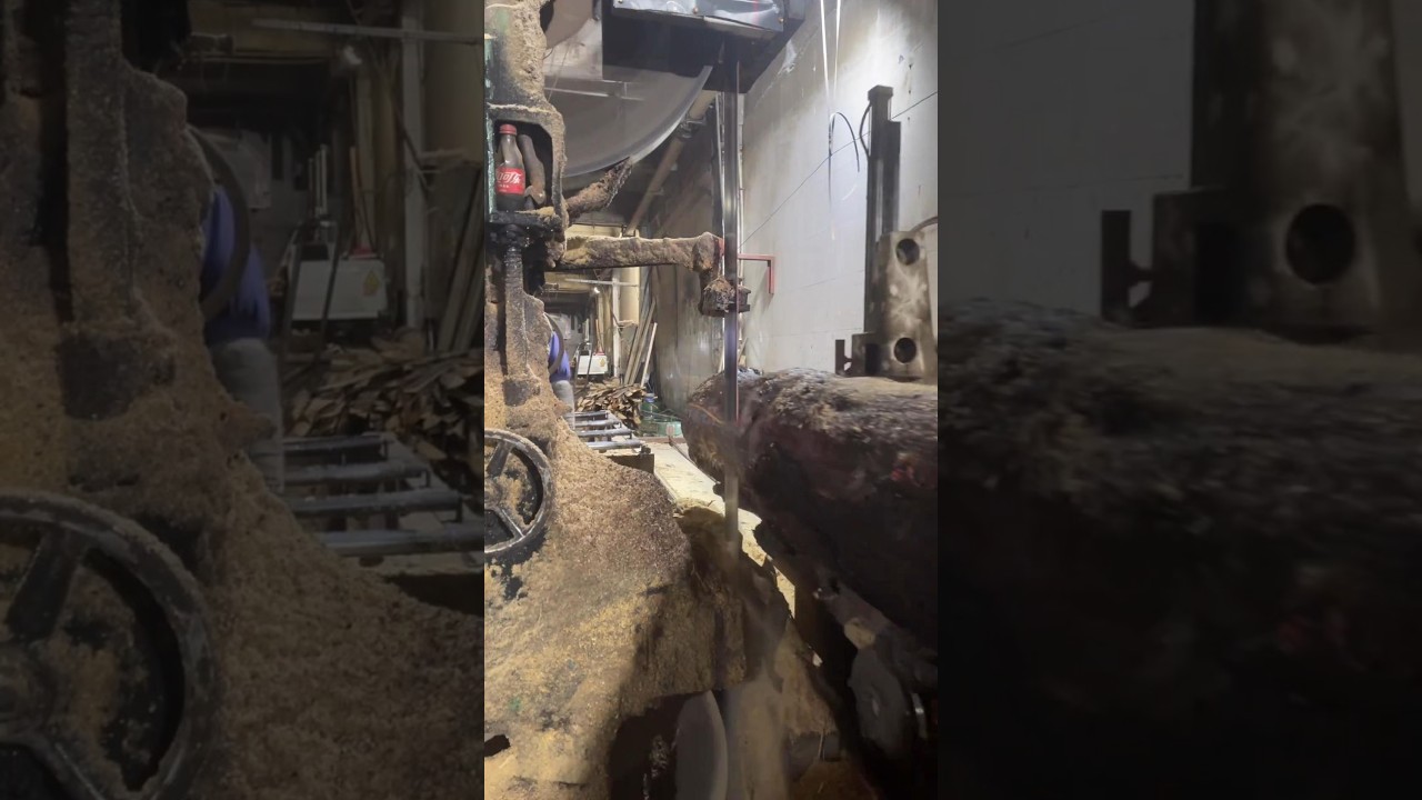 Working to get married - sawing timber