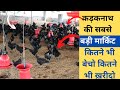 कड़कनाथ की सबसे बड़ी मार्किट kadaknath chicken farming profit training marketing