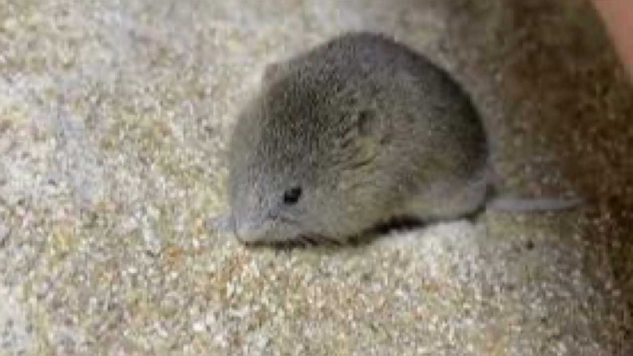 A mouse in a barrel of flour Many interesting moments YouTube