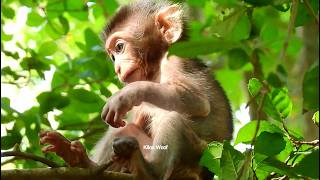 Little poor baby monkey, Documentary of cute baby monkey