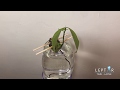 Mango Sprouting Time-Lapse