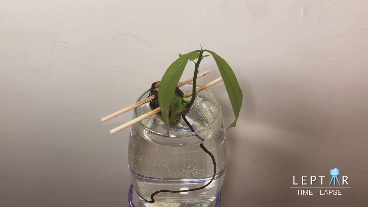 Mango Sprouting Time-Lapse