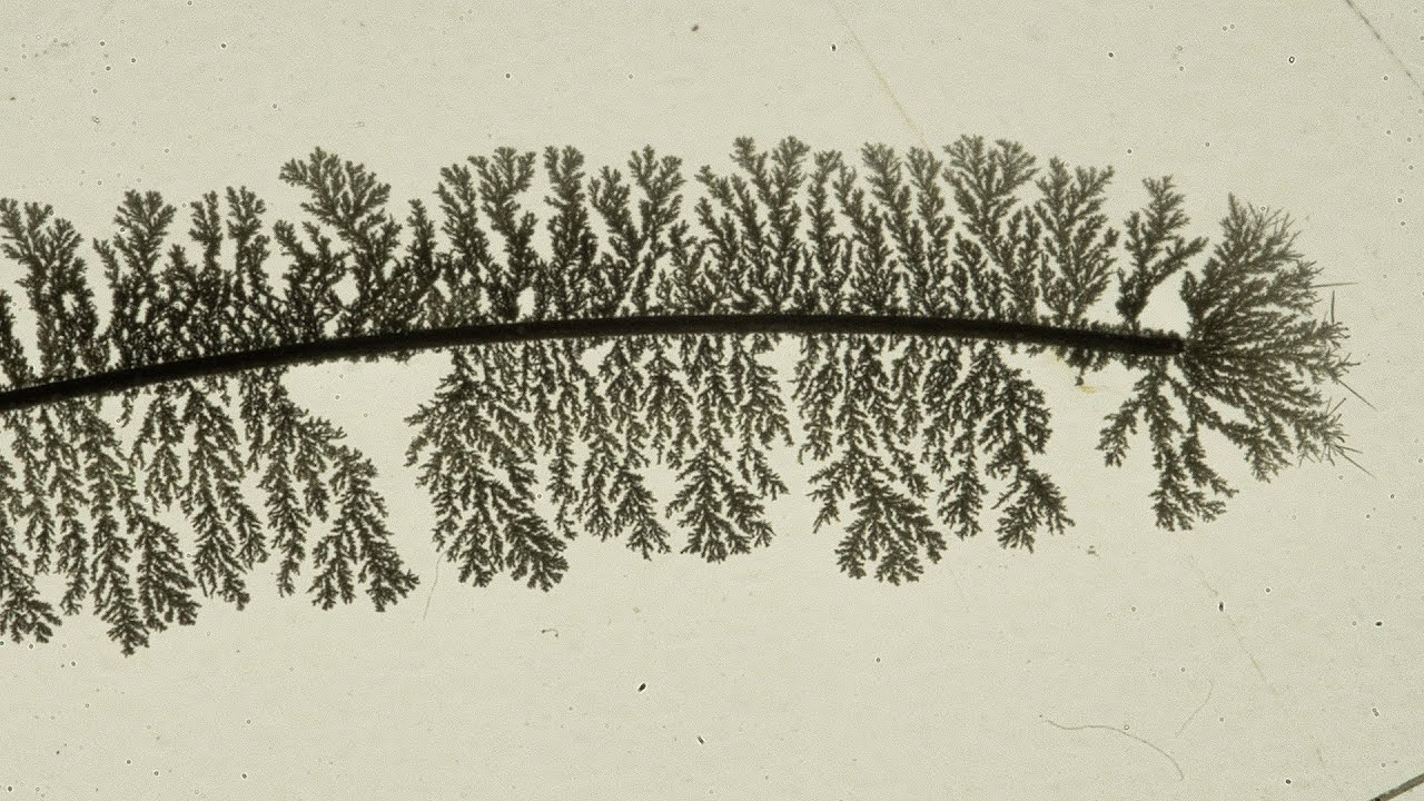 A árvore de PRATA que cresce em SEGUNDOS!