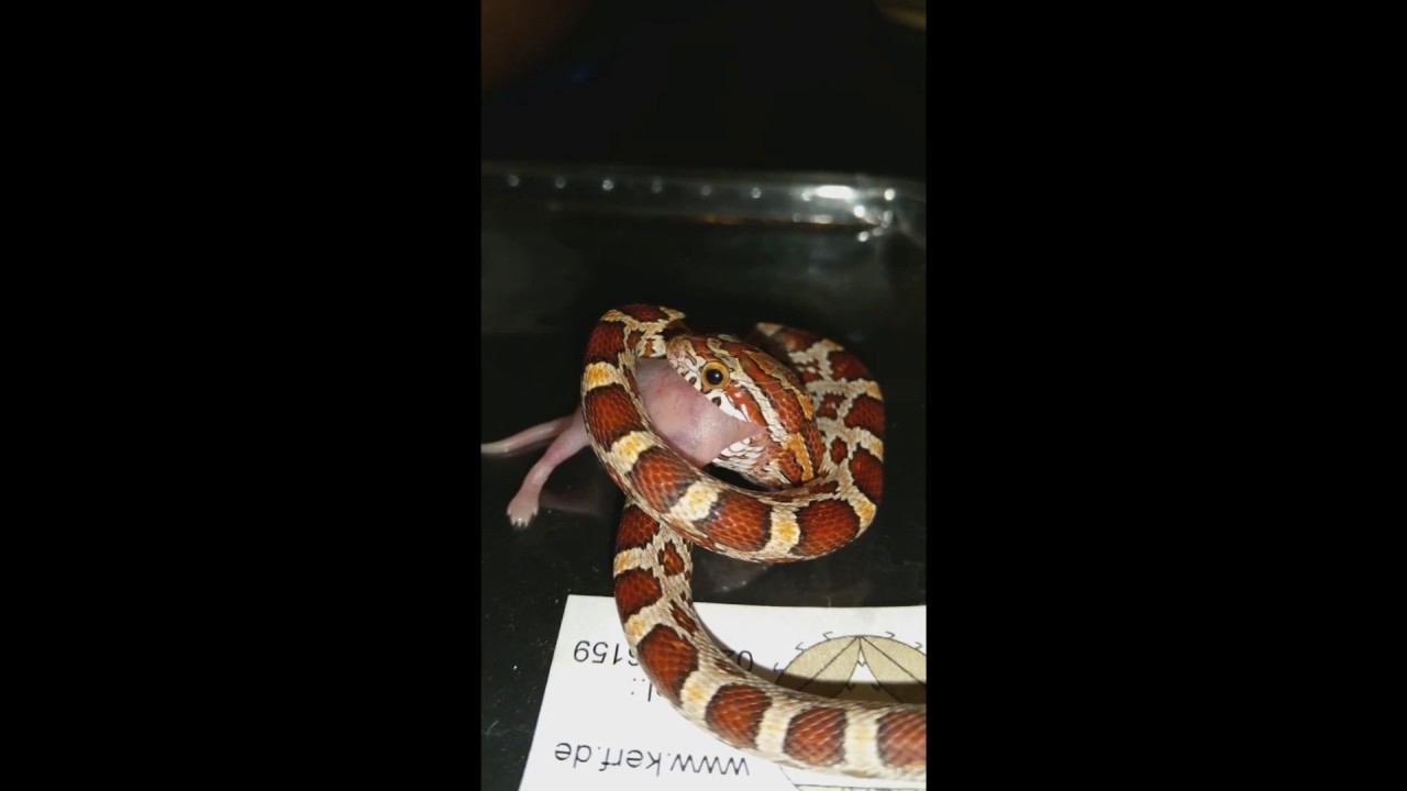 serpentor Corn snake vs Mouse newborn