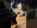 猫の毛のアップはすごい #猫のいる暮らし