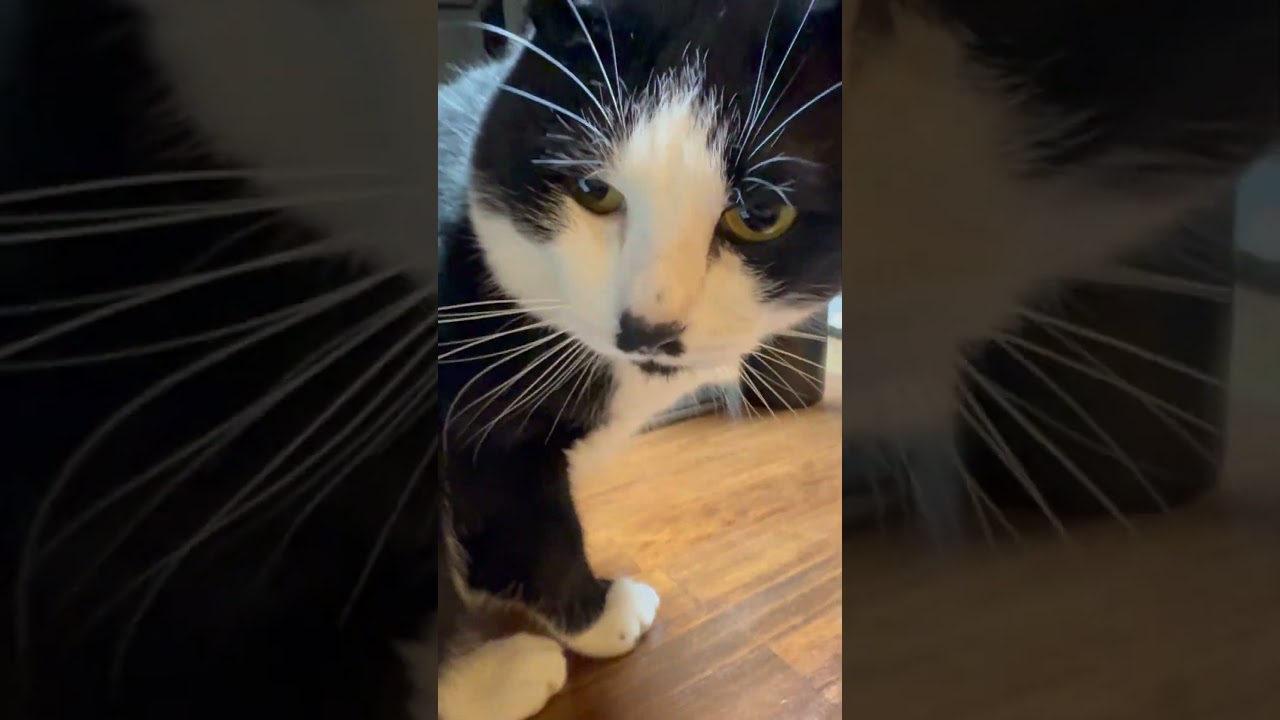 猫の毛のアップはすごい #猫のいる暮らし