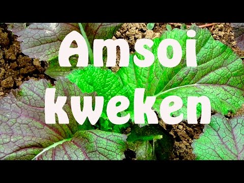 Video: Baby Paksoi-informatie - Leer over het kweken van Baby Paksoi-planten