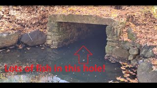 Day fishing multiple lakes and ponds in Westchester County for bass