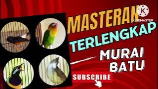 MASTERAN MURAI BATU terlengkap 30 menit FULL #murai #masteranburung #muraibatu #short #trending