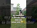 #MongolianGiantSunflower #Gardening #SunflowerGarden #BackyardGarden #PlantLover